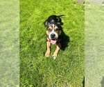 Small Photo #12 Mutt Puppy For Sale in Crete, IL, USA