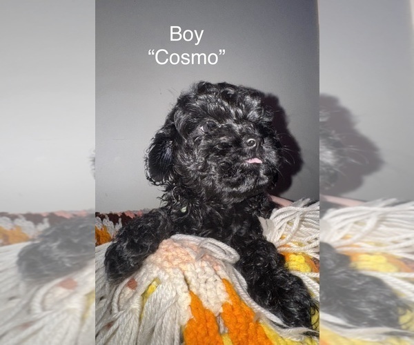 Medium Photo #7 Cockapoo (Miniature) Puppy For Sale in MURFREESBORO, TN, USA