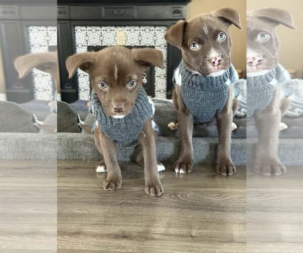 Medium Photo #3 Mutt Puppy For Sale in Stephens City, VA, USA