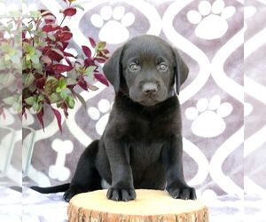 Labrador Retriever Puppy for sale in GORDONVILLE, PA, USA