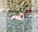 Small Photo #3 Belgian Malinois Puppy For Sale in BAYTOWN, TX, USA