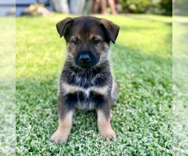 Medium Photo #1 Mutt Puppy For Sale in San Juan Capistrano, CA, USA