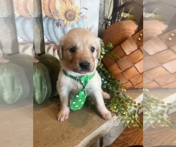 Medium Photo #5 English Cream Golden Retriever Puppy For Sale in RICHLAND, MO, USA