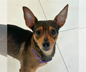 Chihuahua-Unknown Mix Dogs for adoption in Washington, DC, USA
