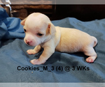 Small #1 Chihuahua