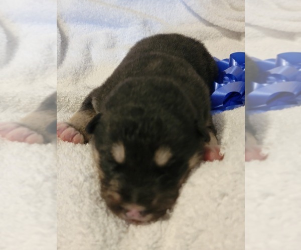 Medium Photo #6 Alaskan Malamute Puppy For Sale in BROOTEN, MN, USA