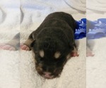 Puppy Coal Alaskan Malamute