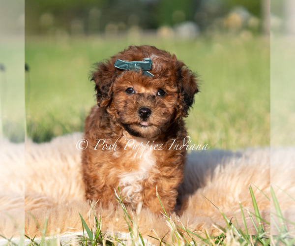 Medium Photo #1 Poodle (Toy) Puppy For Sale in WARSAW, IN, USA