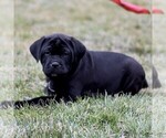 Small Cane Corso