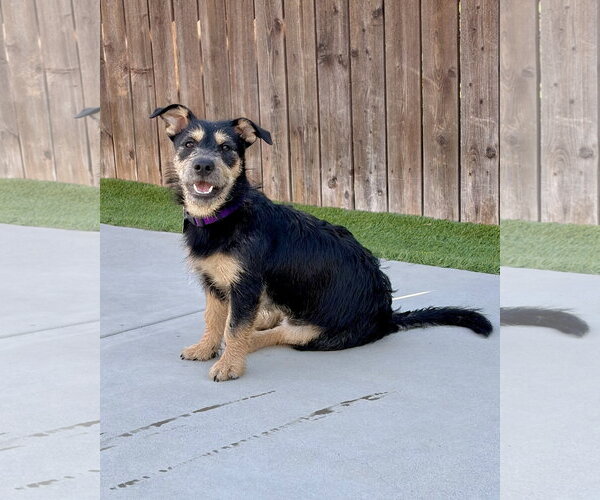 Medium Photo #4 Mutt Puppy For Sale in Corona, CA, USA