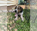 Small #1 Mutt