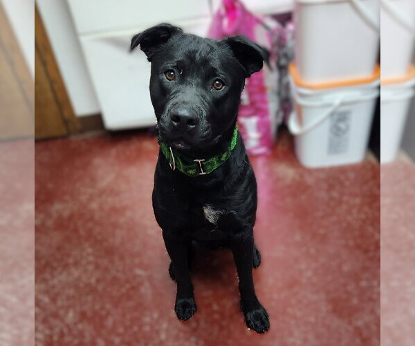 Medium Photo #29 Mutt Puppy For Sale in Fargo, ND, USA