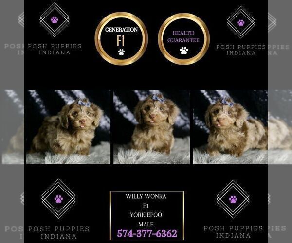 Medium Photo #6 YorkiePoo Puppy For Sale in WARSAW, IN, USA