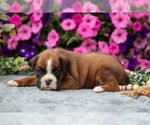 Small Photo #45 Boxer Puppy For Sale in GRABILL, IN, USA