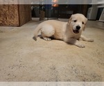 Small Photo #6 Golden Retriever Puppy For Sale in CUMMING, GA, USA