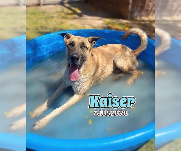 Medium Photo #1 Great Dane-Unknown Mix Puppy For Sale in Riverside, CA, USA