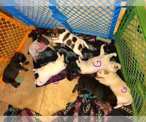 Australian Cattle Dog-Belgian Malinois Mix Puppy for sale in SURPRISE, AZ, USA