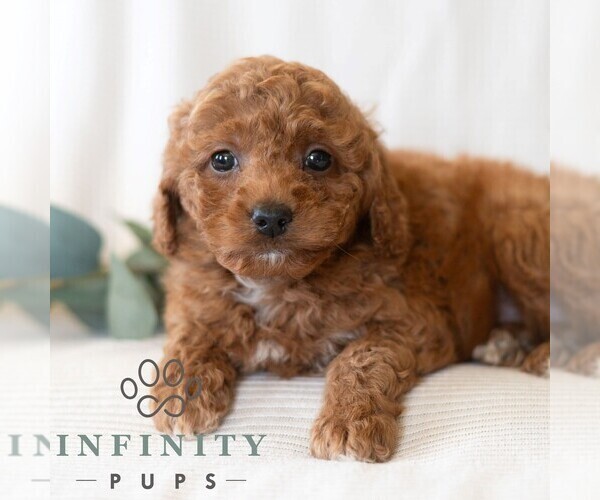 Medium Photo #2 Poodle (Miniature) Puppy For Sale in DORNSIFE, PA, USA