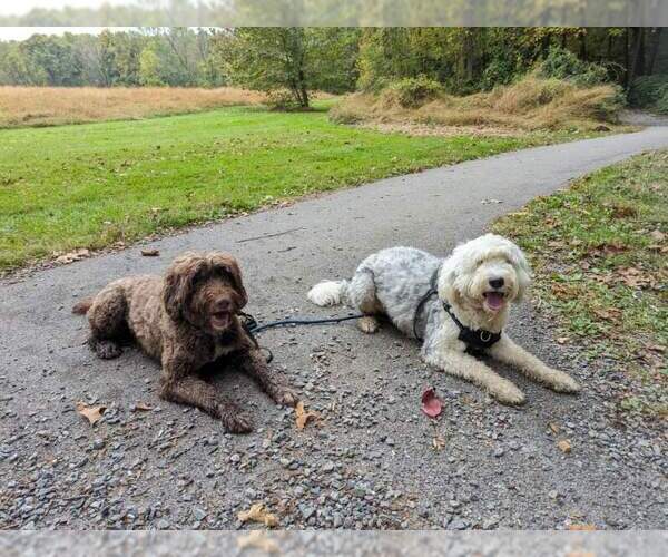 Medium Photo #7 Portuguese Water Dog Puppy For Sale in Landenberg, PA, USA