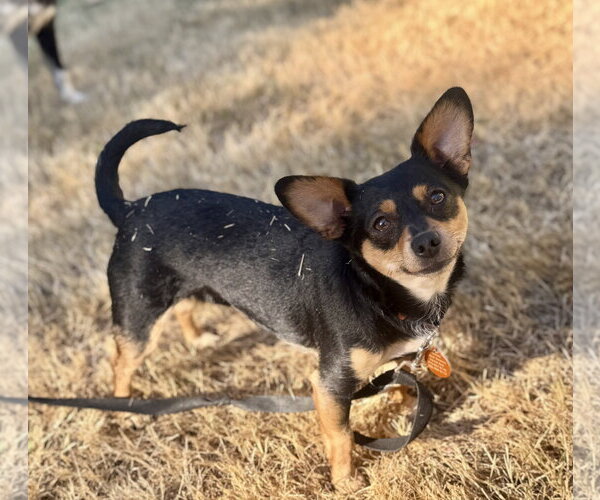 Medium Photo #3 Chihuahua-Unknown Mix Puppy For Sale in Bellevue, WA, USA