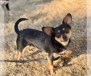 Mimi - Female Chihuahua-Unknown Mix Dog for Adoption - Photo #3