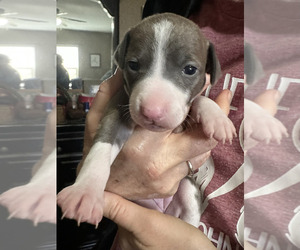 Italian Greyhound Puppy for sale in BEAUMONT, CA, USA