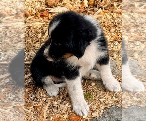 Aussiedoodle Puppy for sale in ONAWAY, MI, USA