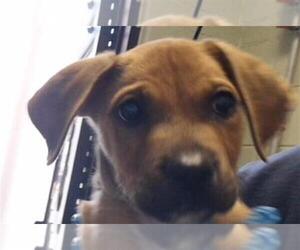 Boxador Dogs for adoption in Tulsa, OK, USA