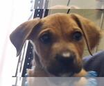 DUKE - Male Boxador Dog for Adoption - Small photo