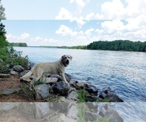 Mother of the Labrador Retriever puppies born on 04/01/2024