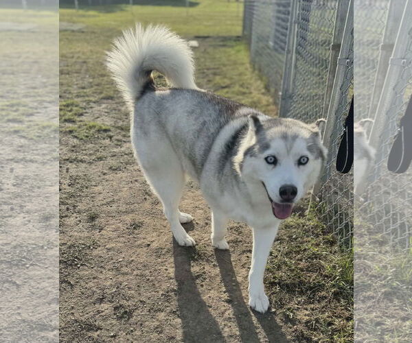 Medium Photo #2 Siberian Husky Puppy For Sale in Scottsboro, AL, USA