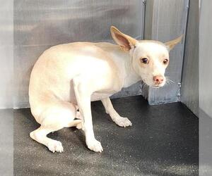 Chihuahua-Unknown Mix Dogs for adoption in San Antonio, TX, USA