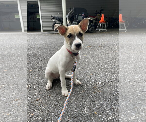 Medium Photo #5 Mutt Puppy For Sale in Derwood, MD, USA