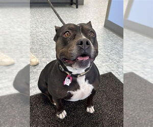 Staffordshire Bull Terrier-Unknown Mix Dogs for adoption in Fort Collins, CO, USA