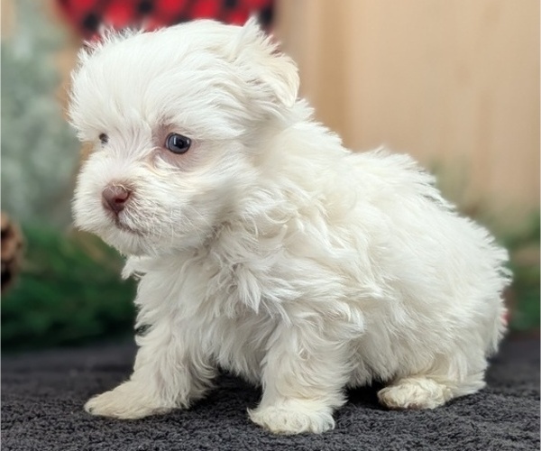 Medium Photo #4 Havanese Puppy For Sale in GOSHEN, IN, USA