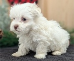 Small #3 Havanese