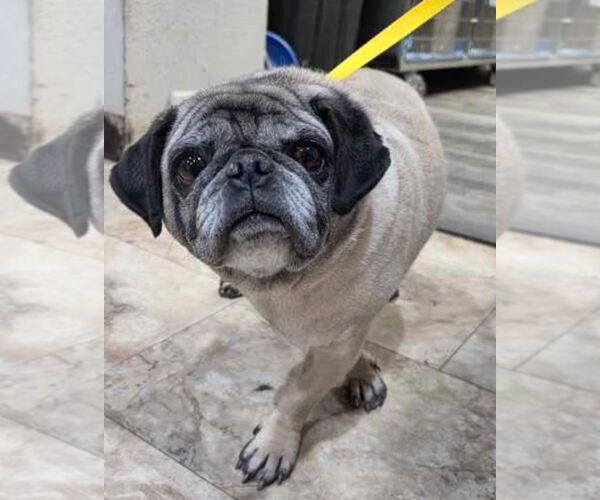 Medium Photo #2 Pug Puppy For Sale in Lakewood, CO, USA