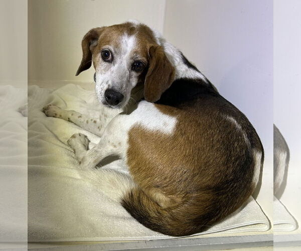 Medium Photo #1 Beagle Puppy For Sale in Virginia Beach, VA, USA