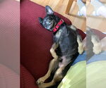 Small Photo #8 Mutt Puppy For Sale in Philadelphia, PA, USA