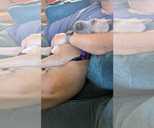 Medium Photo #26 Mutt Puppy For Sale in Philadelphia, PA, USA