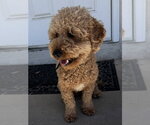Small Goldendoodle (Miniature)