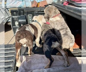 Bulldog Puppy for sale in PAULDEN, AZ, USA
