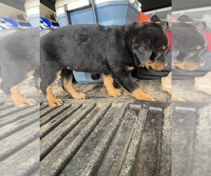 Rottweiler Puppy for sale in DALLAS, TX, USA