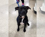 Small #5 American Staffordshire Terrier Mix