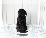 Small Photo #11 Poodle (Standard) Puppy For Sale in SHIPSHEWANA, IN, USA