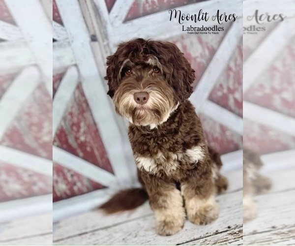 Medium Photo #1 Australian Labradoodle Puppy For Sale in BRUSH PRAIRIE, WA, USA