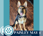 Small #3 Collie-German Shepherd Dog Mix