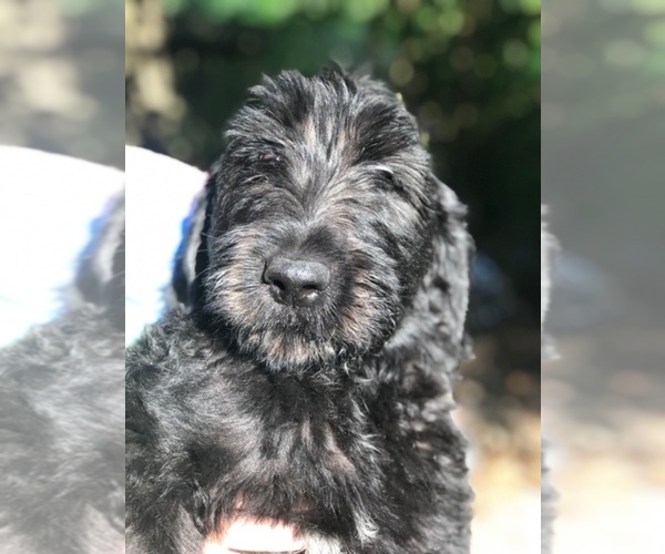 Medium Photo #4 Labradoodle Puppy For Sale in HUMBLE, TX, USA