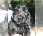 Small Photo #4 Labradoodle Puppy For Sale in HUMBLE, TX, USA