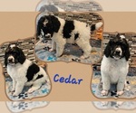 Puppy Cedar Poodle (Standard)